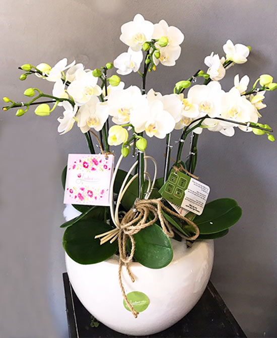 lan hồ điệp mini trắng lan hồ điệp mini trắng